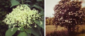 Holundersirup (Hollersirup)