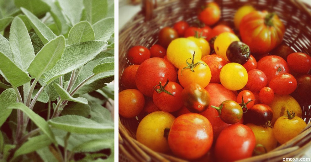 Tomatenragout mit Salbei