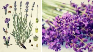 Lavendeleis mit karamellisiertem Fenchel