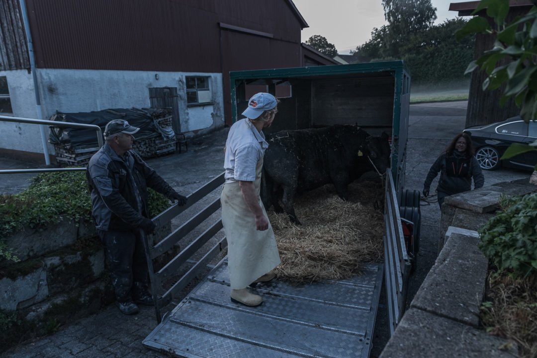 Ein Rind wird geschlachtet